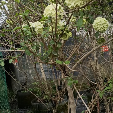 大花斗球，木本绣球老兵花卉专卖