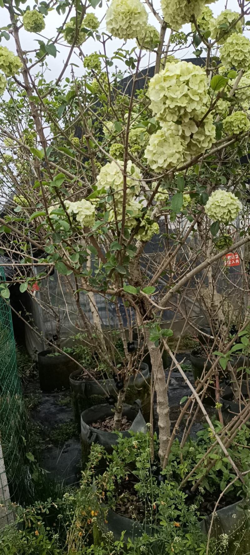 大花斗球，木本绣球老兵花卉专卖