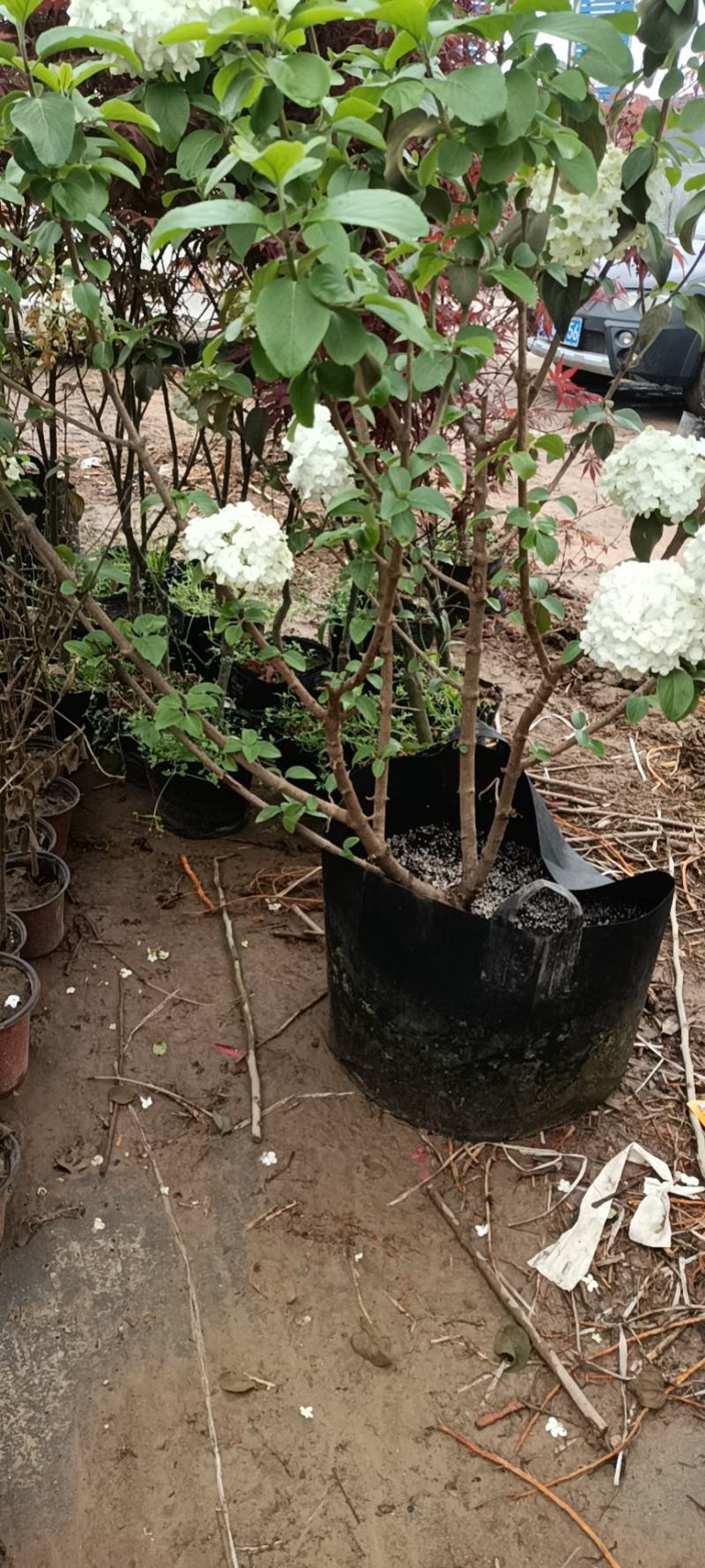 大花斗球，木本绣球老兵花卉专卖