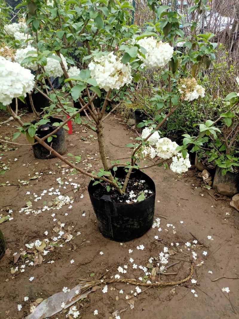 大花斗球，木本绣球老兵花卉专卖