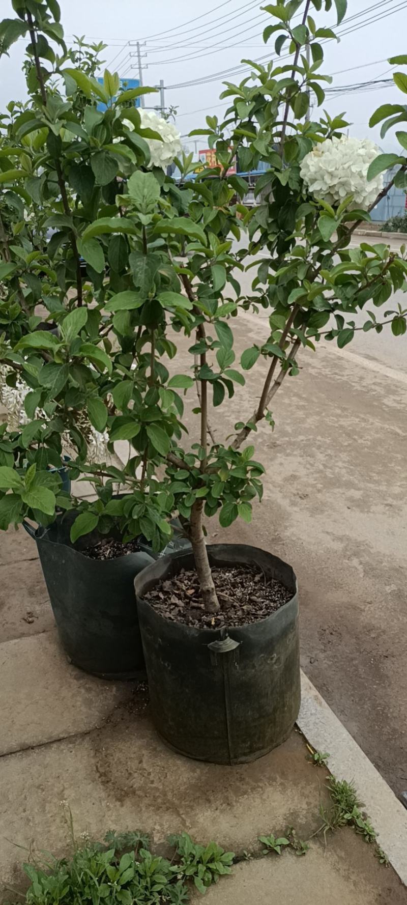 大花斗球，木本绣球老兵花卉专卖