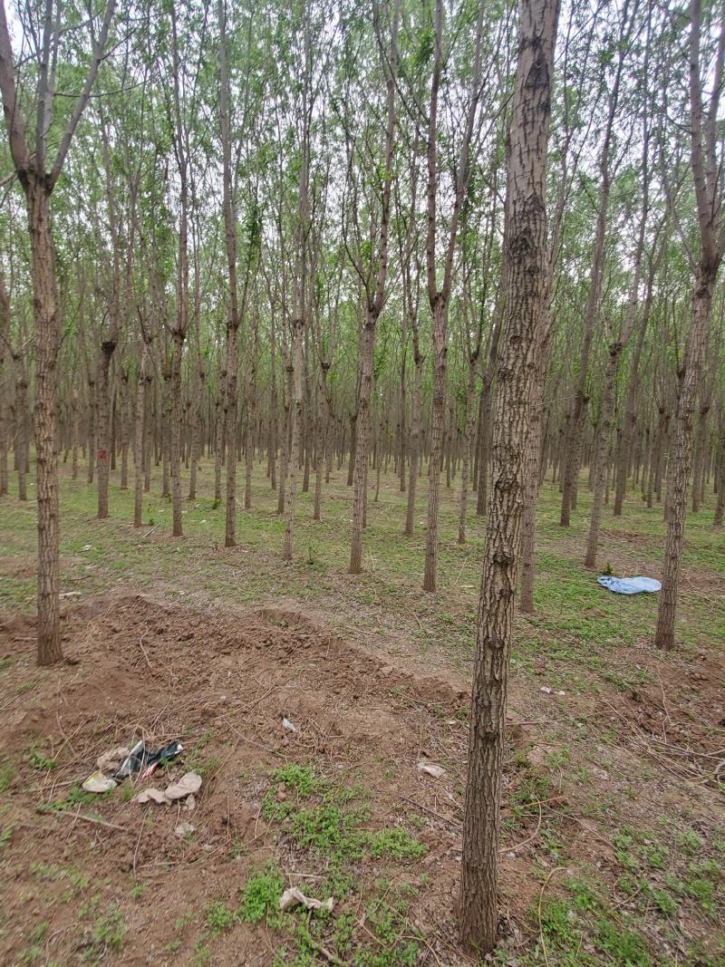 柳树8-15公分量大需要联系