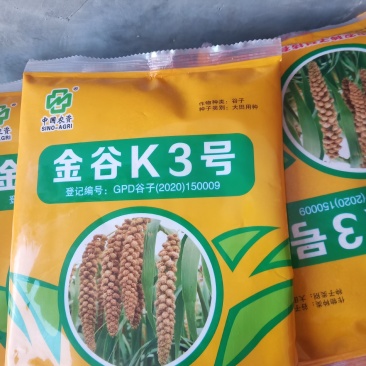 小杂粮大量出货