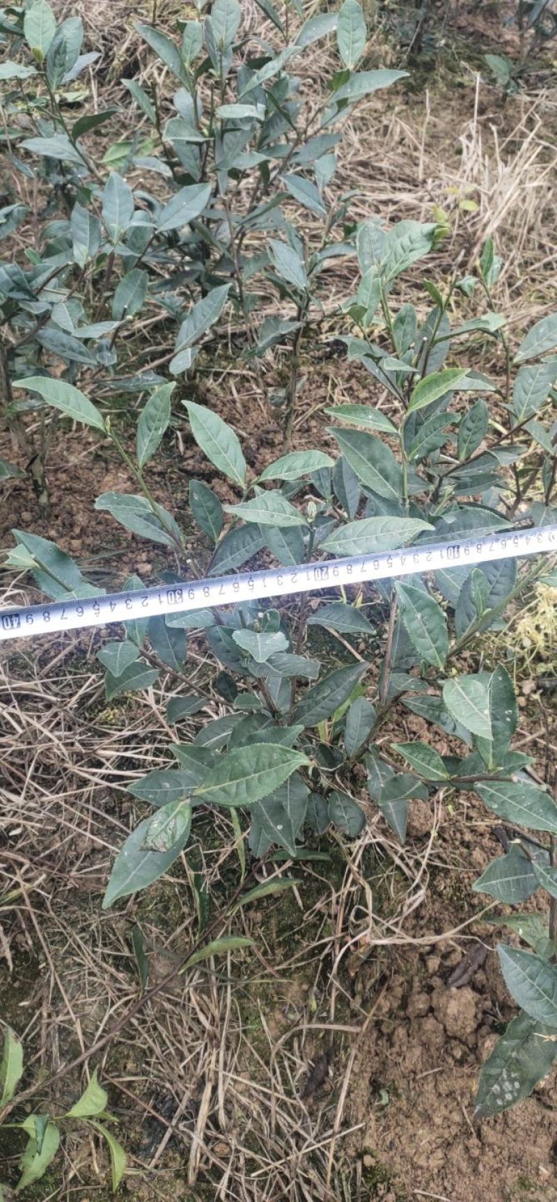 绿化工程用茶苗高度五十公分以上