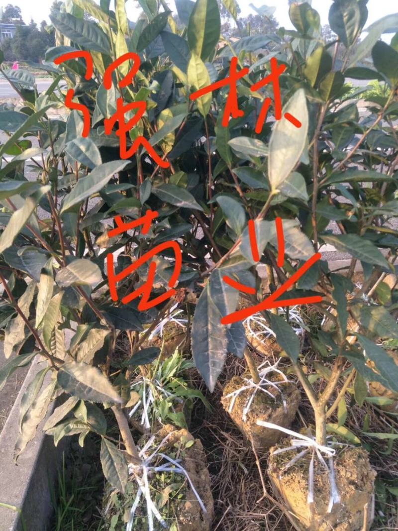 绿化工程用茶苗高度五十公分以上