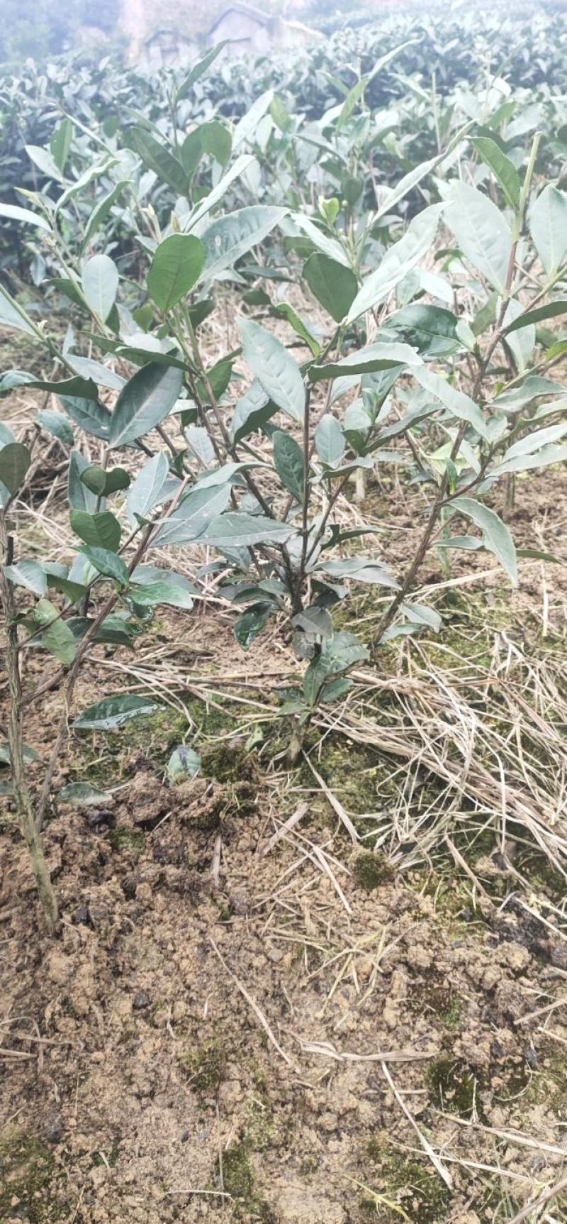 绿化工程用茶苗高度五十公分以上
