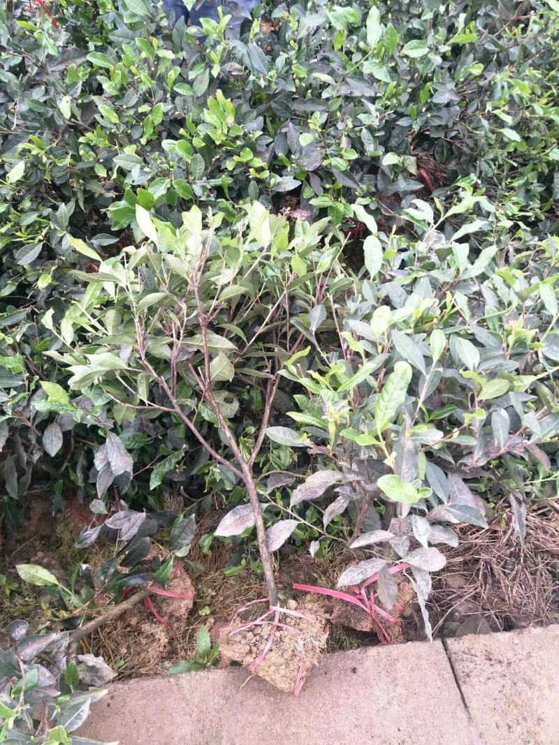 绿化工程用茶苗高度五十公分以上