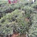 绿化工程用茶苗高度五十公分以上