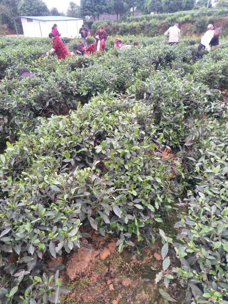 绿化工程用茶苗高度五十公分以上