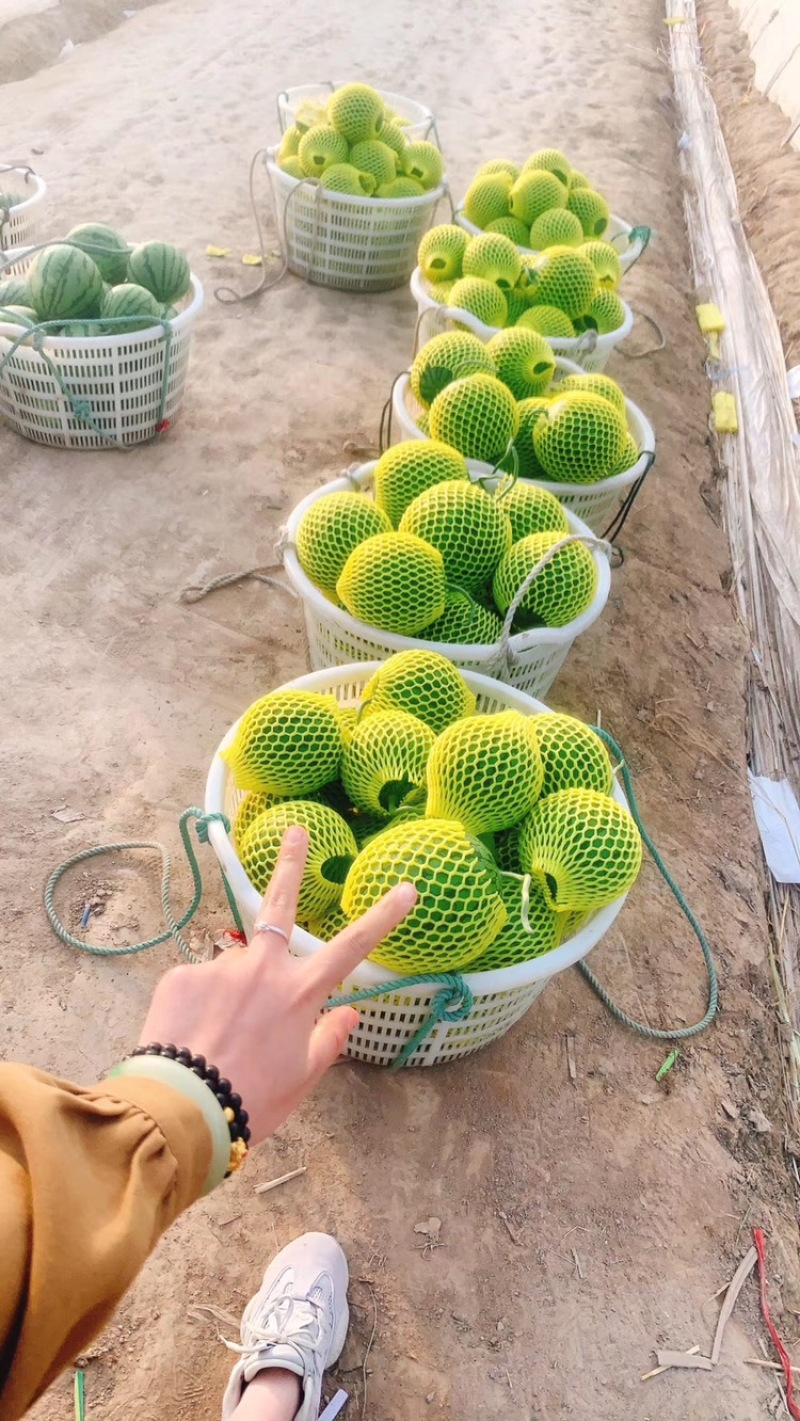 东台富硒现摘特小凤黄心西瓜新鲜黄心甜瓜黄瓤小瓜甜多汁