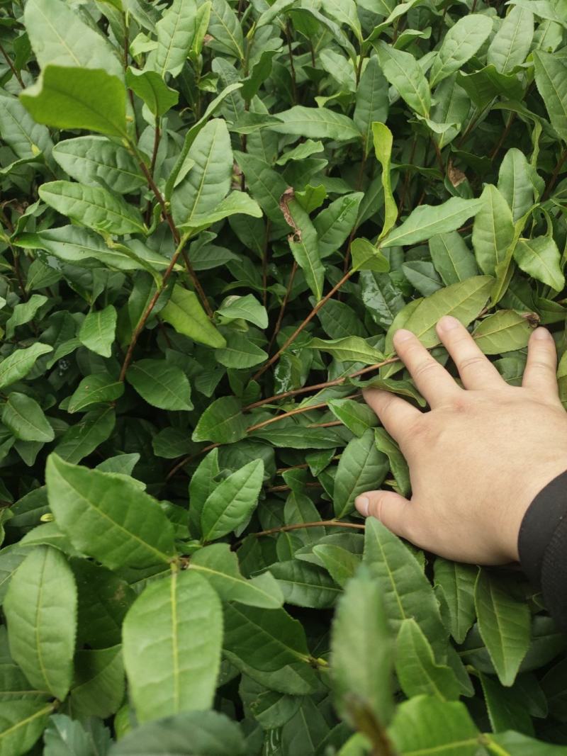 茶苗安吉白茶茶苗