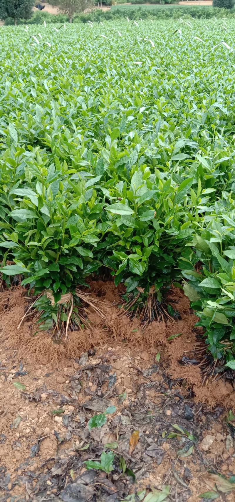 茶苗安吉白茶茶苗