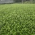 茶苗安吉白茶茶苗