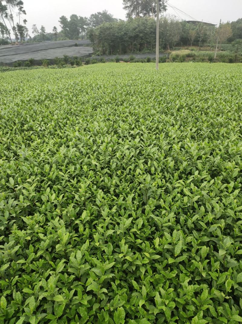 茶苗安吉白茶茶苗