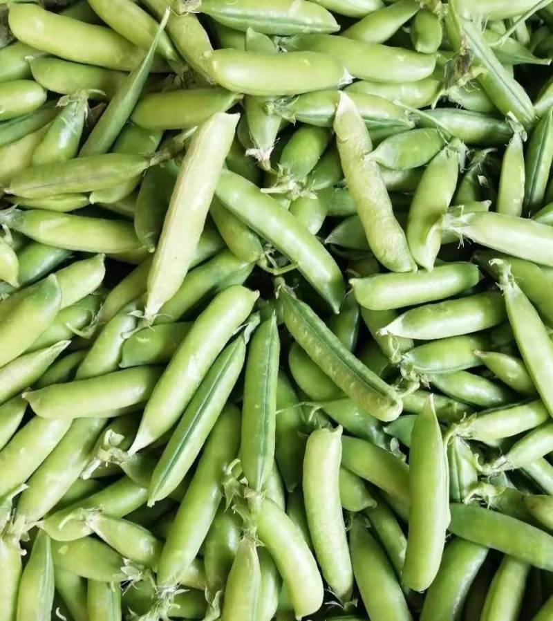 汉中豌豆青豌豆》产地直销全国发货、颗粒饱满视频看货，现货