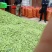 汉中豌豆青豌豆》产地直销全国发货、颗粒饱满视频看货，现货