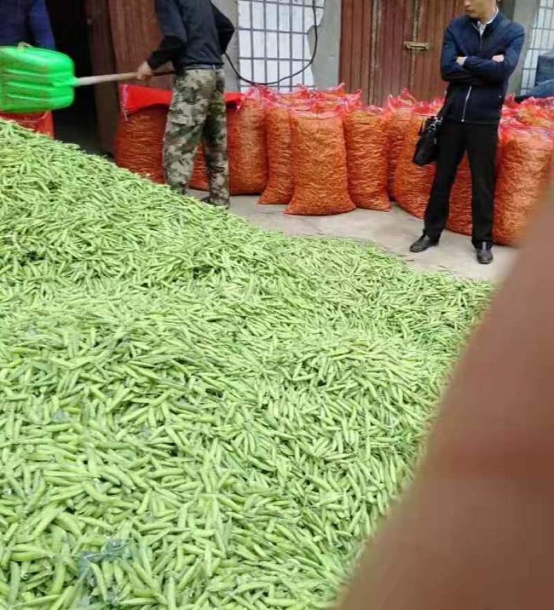 汉中豌豆青豌豆》产地直销全国发货、颗粒饱满视频看货，现货