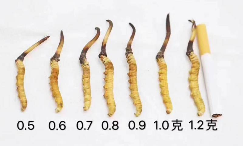 头茬新鲜冬虫夏草2022年新上市，已调价联系客服实时报价