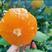 纽荷尔橙子，鲜橙叶橙大量供应中，地头看货订货按需采摘
