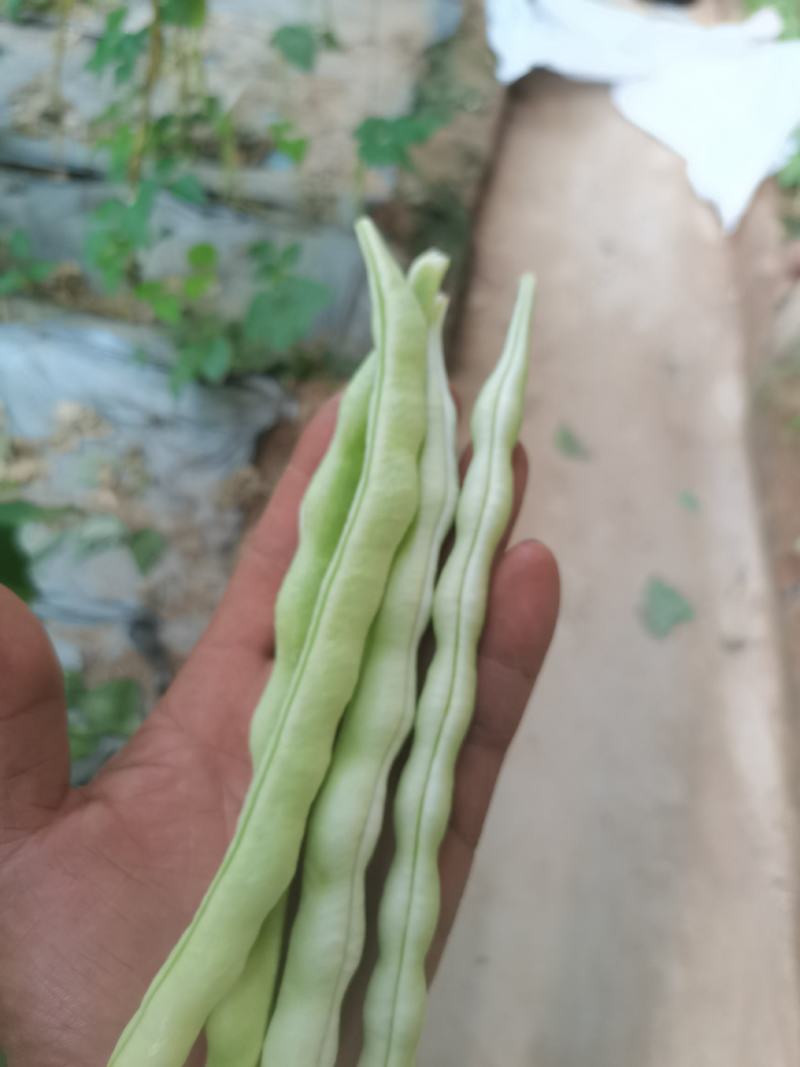 青岛平度芸豆大量上市中