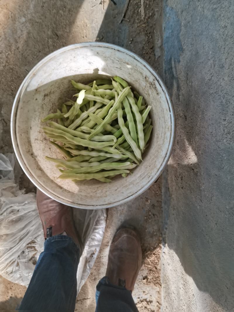 青岛平度芸豆大量上市中