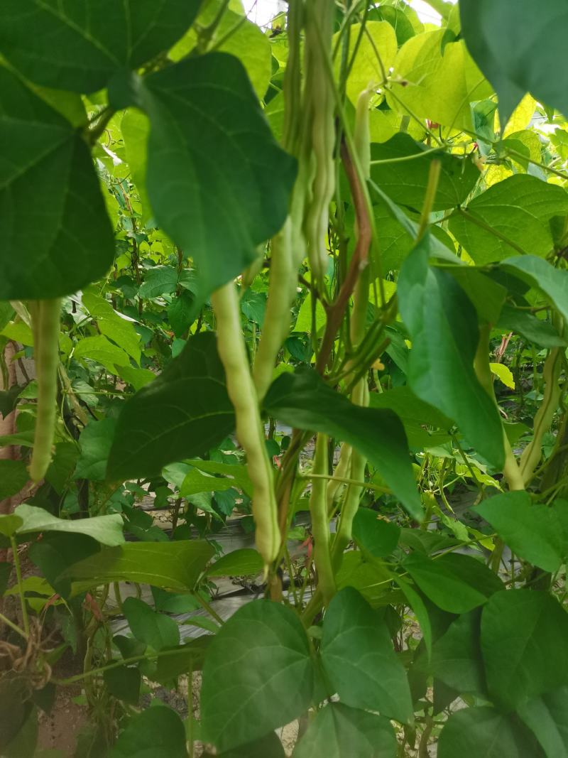 青岛平度芸豆大量上市中