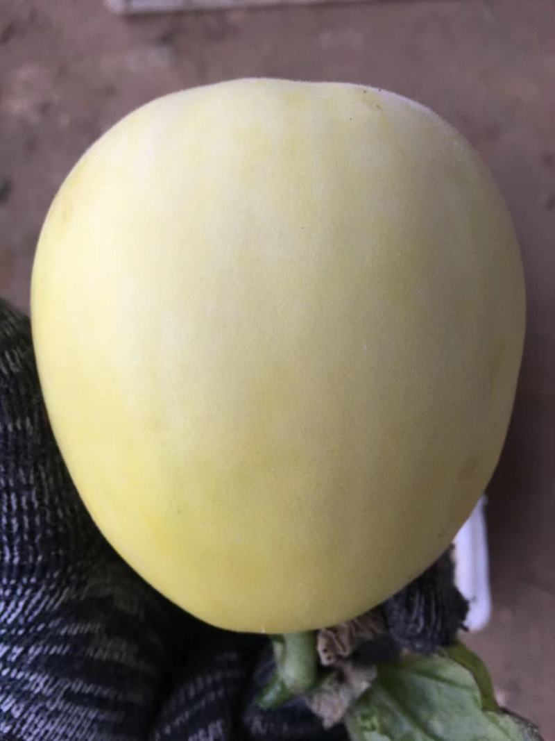 甜瓜星甜20小蜜蜂博洋羊角蜜产地直供可对接各种电商欢迎电联