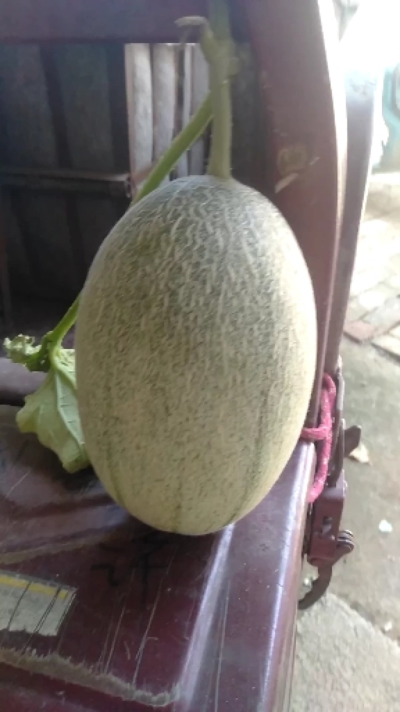 小蜜25精品哈密瓜，大量现货