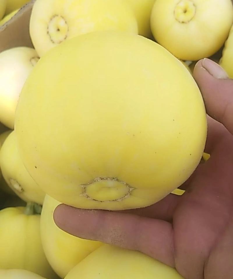 山东临沂头茬星甜20，供电商，市场，超市货源充足