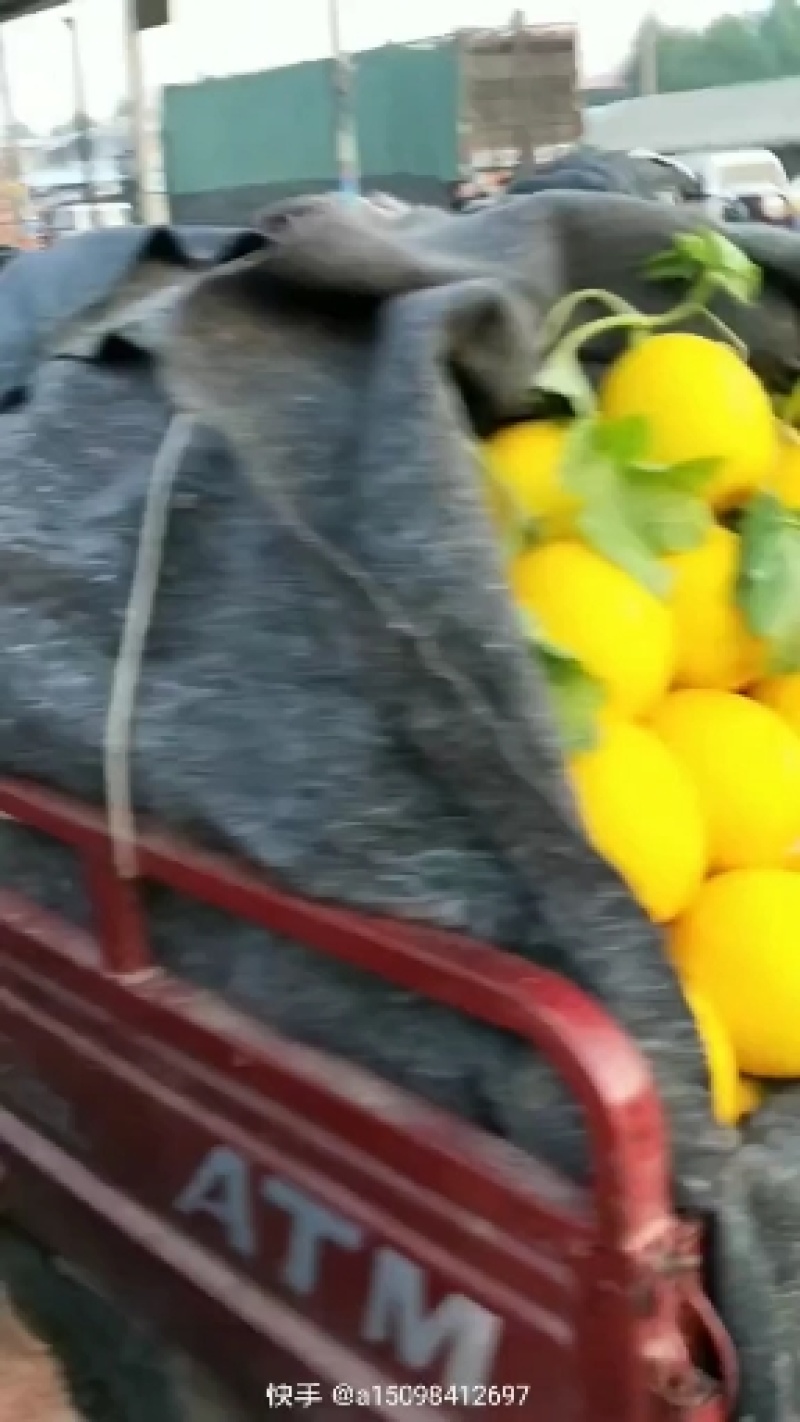 瑞红香瓜，个头大，糖度高