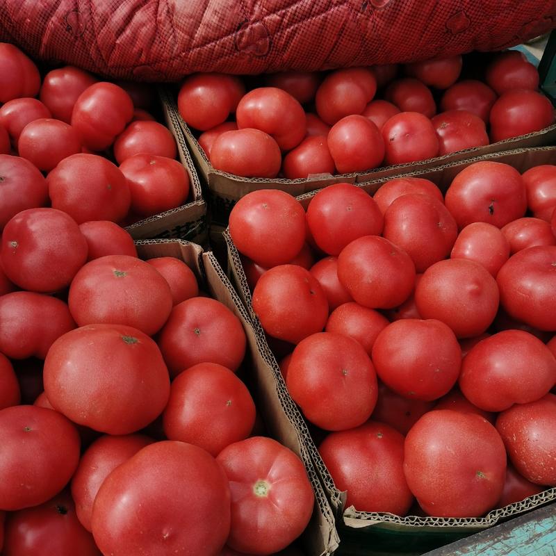 西红柿，硬粉，色泽好，品质优。保质保量，线上保障交易。