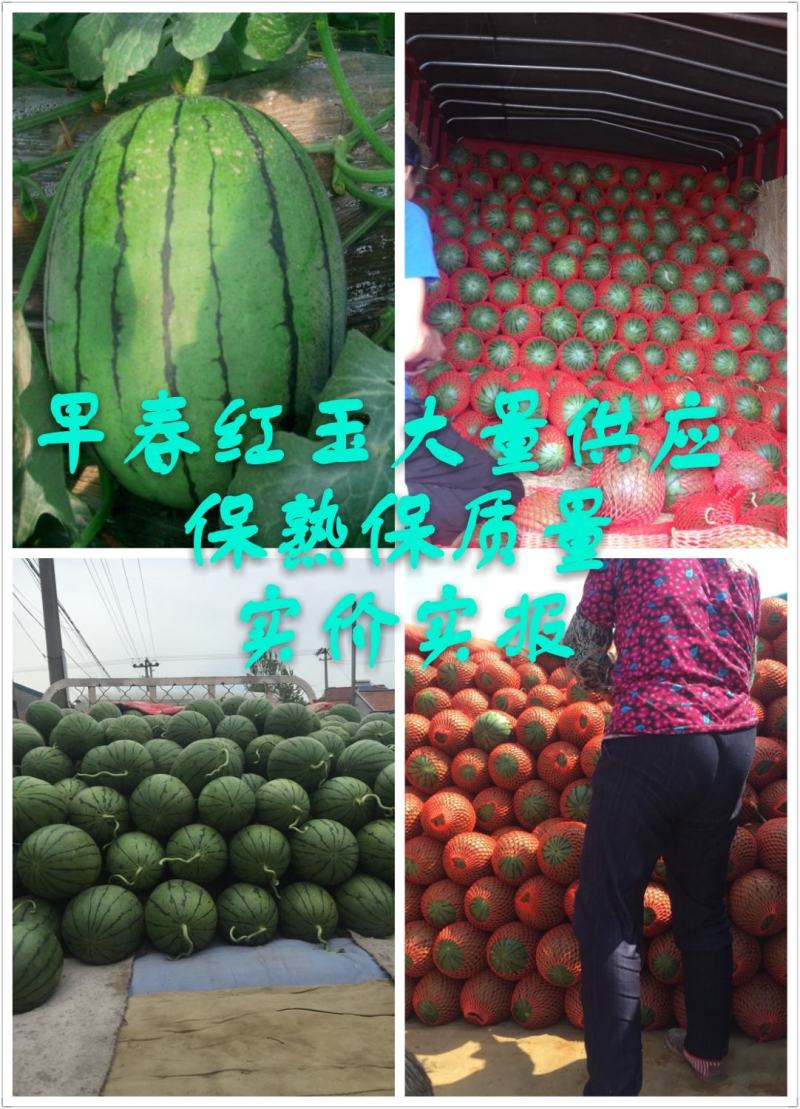 早春红玉《蒋氏箱庞各庄箱》原棚看货保熟保质量，