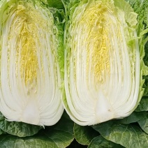 山地大白菜耐运输物美价廉清脆可口，全国发货