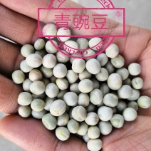 豌豆干豌豆青豌豆绿豌豆厂家直销量大从优