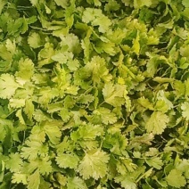 香菜大量上市，欢迎骚扰