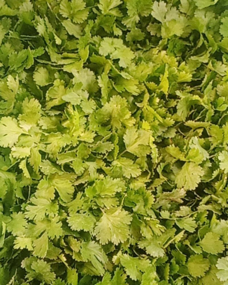 香菜大量上市，欢迎骚扰