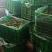 香菜大量上市，欢迎骚扰