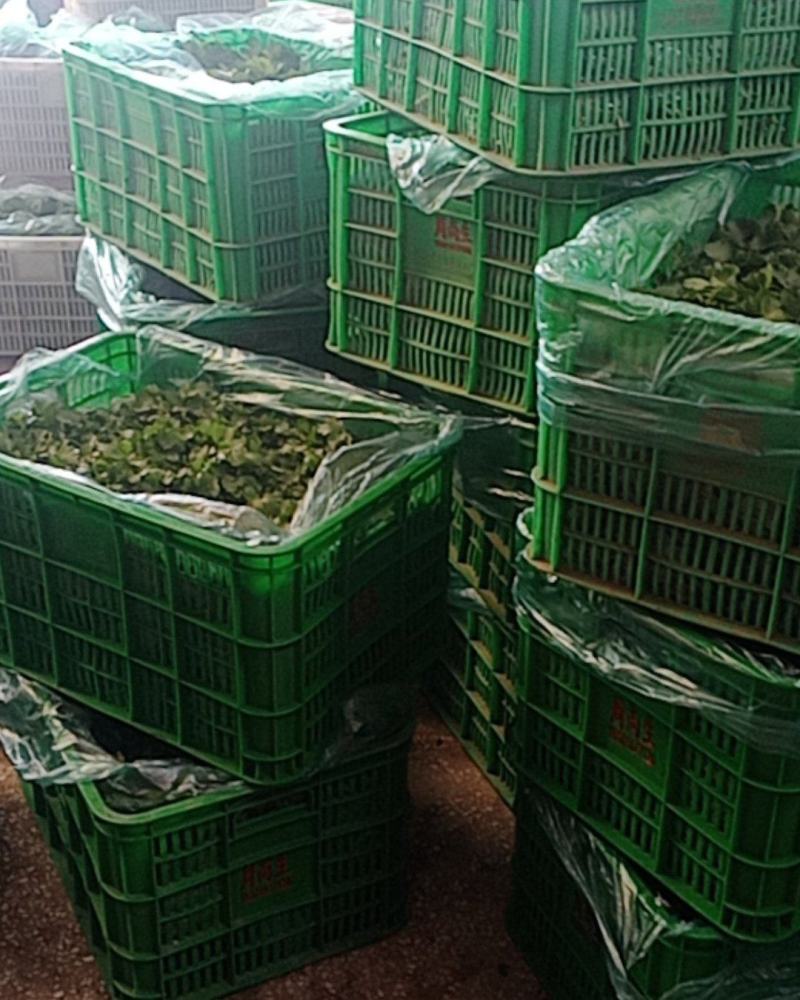 香菜大量上市，欢迎骚扰