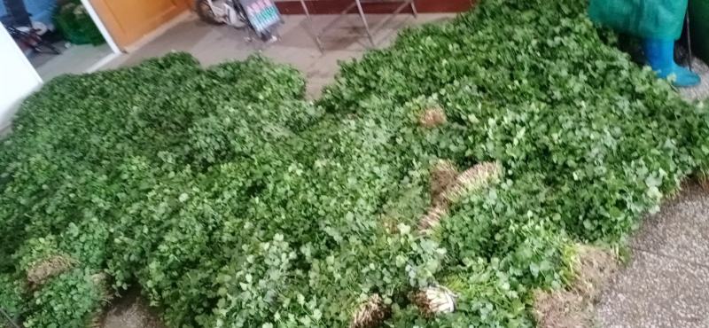 香菜大量上市，欢迎骚扰