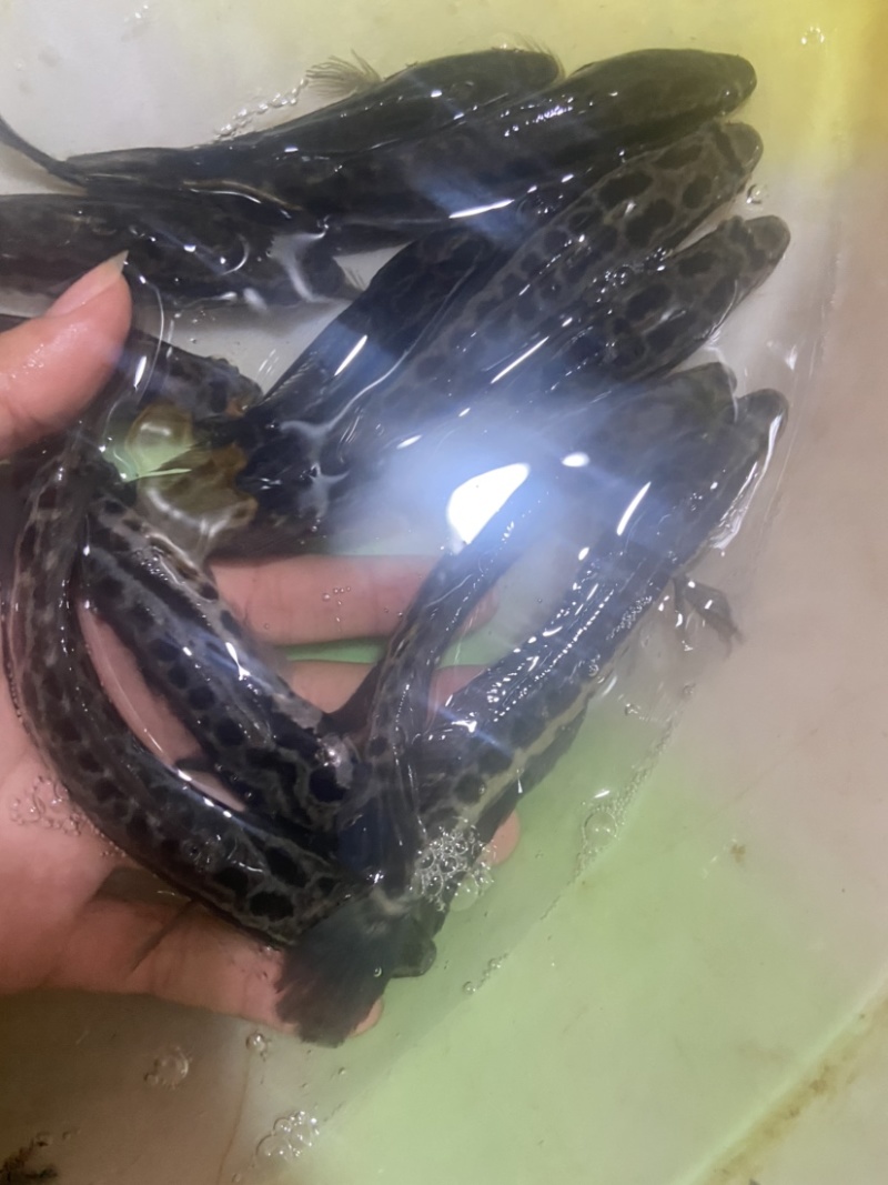 长年供应黑鱼苗，价格实惠质量保证。