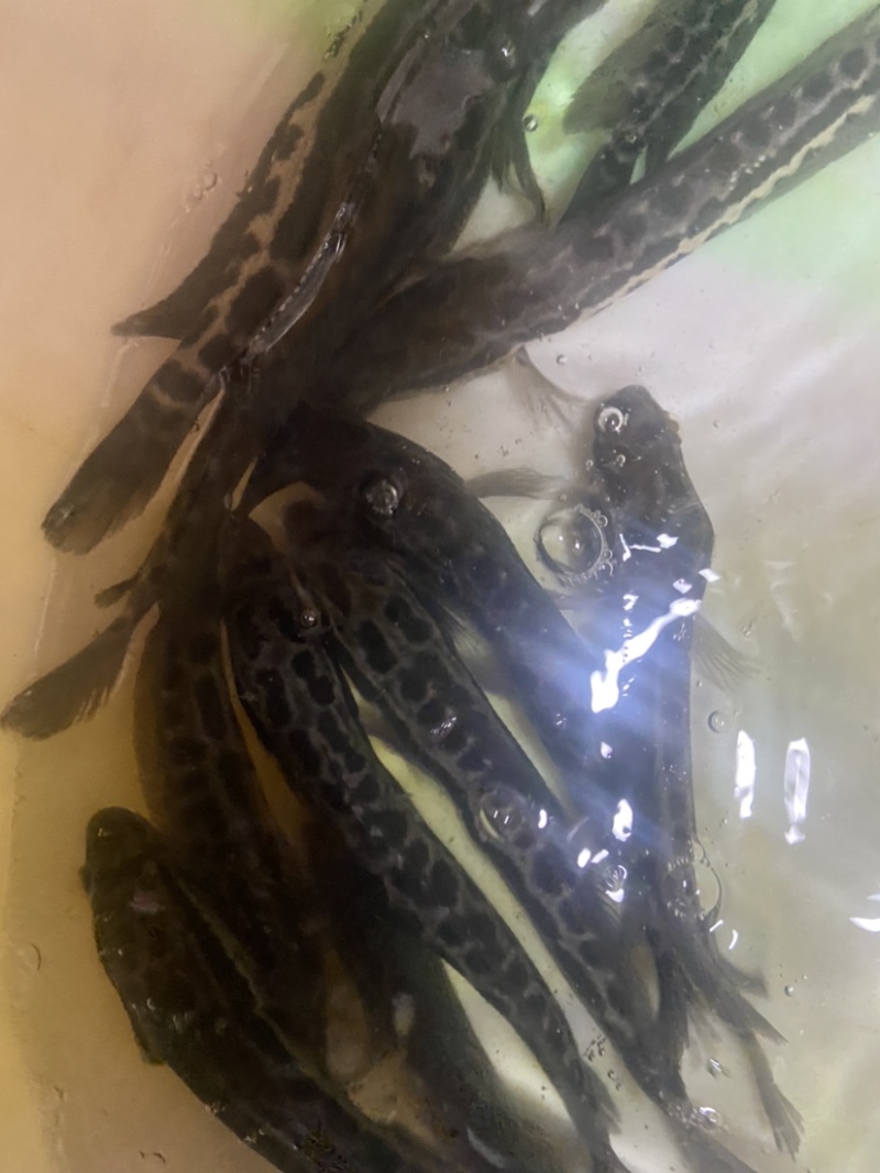 长年供应黑鱼苗，价格实惠质量保证。