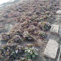 红薯苗东北辽宁鞍山海城育苗基地直销浑河太子河间肥沃平原
