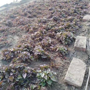红薯苗东北辽宁鞍山海城育苗基地直销浑河太子河间肥沃平原