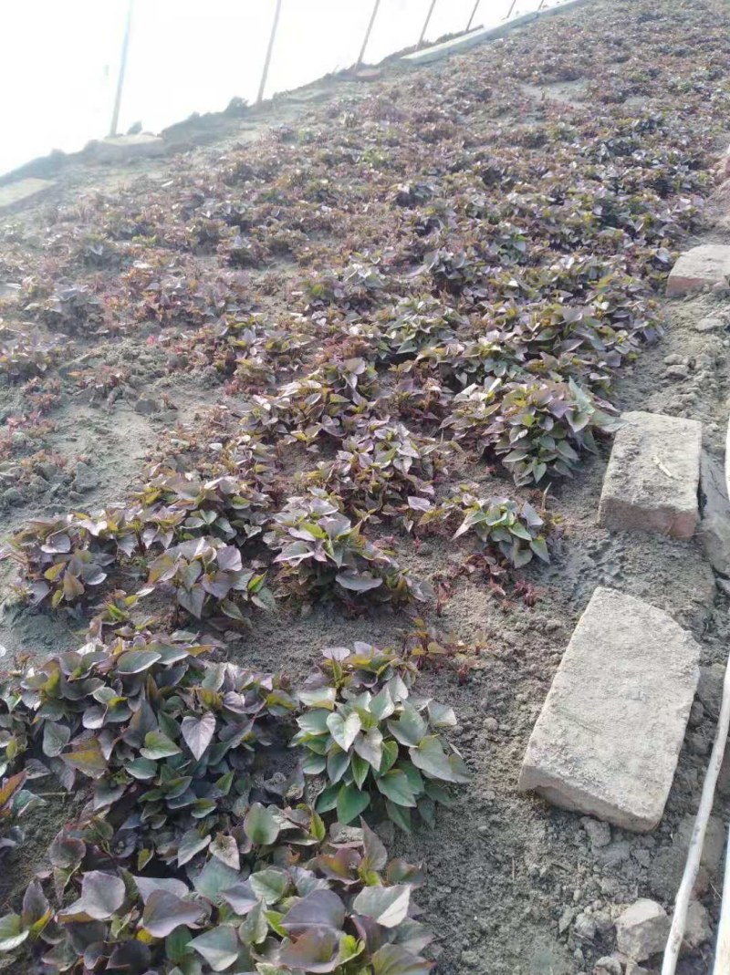 红薯苗东北辽宁鞍山海城育苗基地直销浑河太子河间肥沃平原