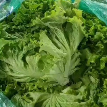绿苗生菜上市，单棵重7两-1斤
