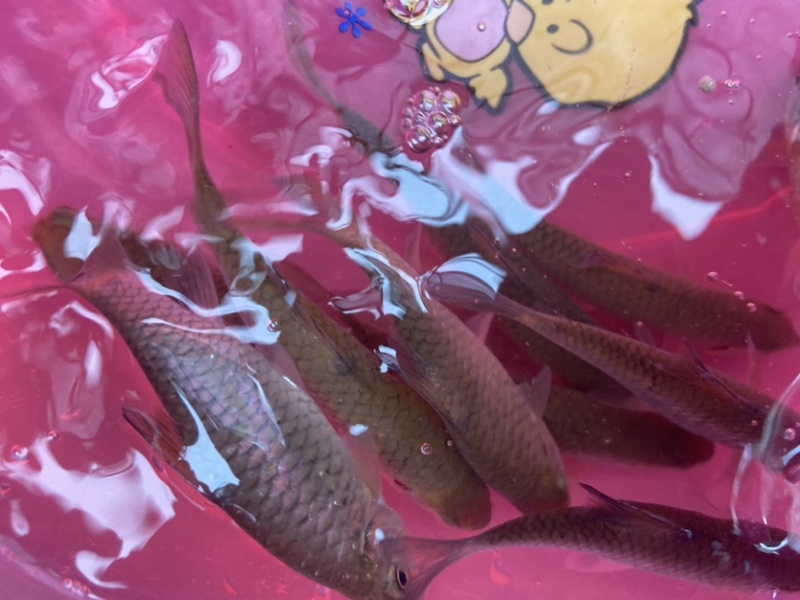 长年供应青竹鱼苗品种优良，质量保证。