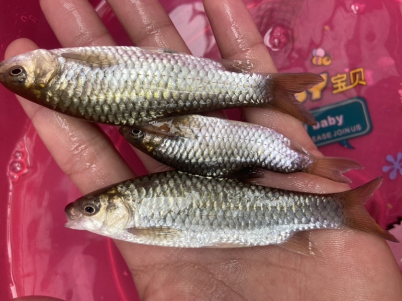长年供应青竹鱼苗品种优良，质量保证。
