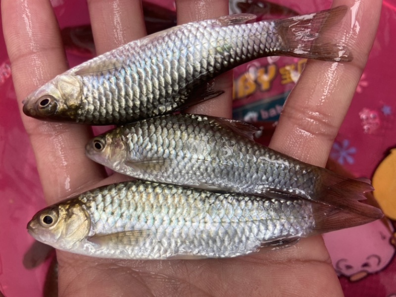 长年供应青竹鱼苗品种优良，质量保证。
