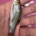 长年供应青竹鱼苗品种优良，质量保证。