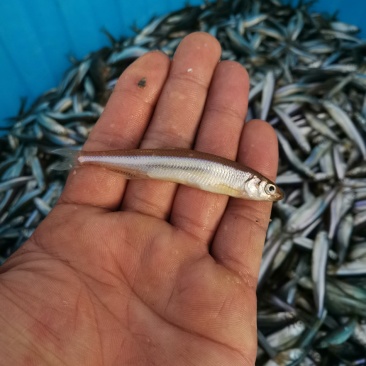 公鱼鲜货干货都有
